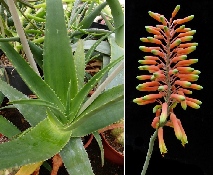 Aloe haggeherensis Wadi Hadih, Socotra P1130097